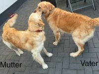 Golden Retriever Welpen von Hobbyzüchter