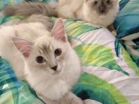 Ragdoll reinrassige Luxus Kätzchen mit Blaue Augen Neue Wurf abgabebereit ab 19.06.2026