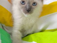 Ragdoll reinrassige Luxus Kätzchen mit Blaue Augen Neue Wurf abgabebereit ab 19.06.2026
