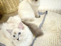 Ragdoll reinrassige Luxus Kätzchen mit Blaue Augen sofort abgabebereit