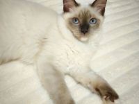 Ragdoll reinrassige Luxus Kätzchen mit Blaue Augen sofort abgabebereit