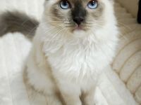 Ragdoll reinrassige Luxus Kätzchen mit Blaue Augen sofort abgabebereit