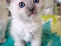 Ragdoll reinrassige Luxus Kätzchen mit Blaue Augen Neue Wurf abgabebereit ab 19.06.2026
