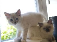 Ragdoll reinrassige Luxus Kätzchen mit Blaue Augen Neue Wurf abgabebereit ab 19.06.2026