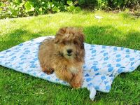 Reinrassige Havaneser Welpen