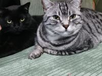 Zwei Brüder suchen ein neues Zuhause