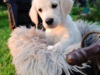 Golden Retriever Welpen