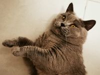 Britisch Kurzhaar Kater (HAUSKATZE) 2 Jahre
