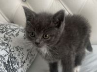 Britisch Kurzhaar Kitten 5 Wochen alt