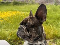 Französische Bulldogge Deckrüde