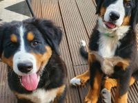 Berner Sennen Hund Welpen