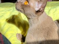 Burma Kitten mit Stammbaum