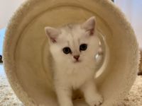 Chinchilla Kater mit Stammbaum