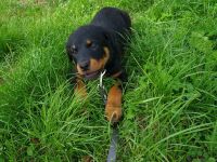 Rottweiler Hündin