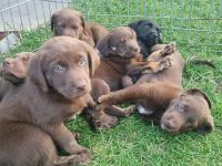 Wunderschöne Labrador Flat Coated Mix Welpen
