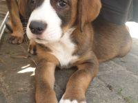 Welpen in liebevolle Hände abzugeben