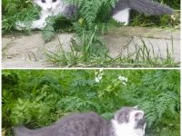 Kätzchen suchen Bestplatz