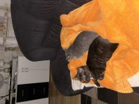 Main-Coon/Ragdoll - BKH kitten