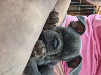 Französische Bulldogge Welpe Rüde