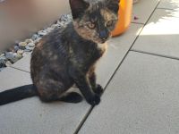 Katze zu verschenken