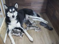 Reinrassige Siberian Husky Welpen mit Ahnentafel