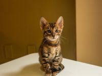Toyger Exklusiv- Kitten