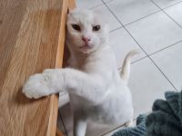 Kater sucht liebevolles Zuhause