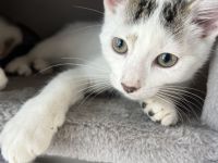 Verkaufe zwei Kitten