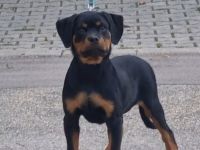 Rottweiler
