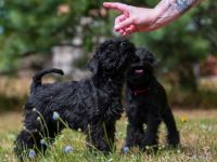 Schwarzer Zwergschnauzerrüde