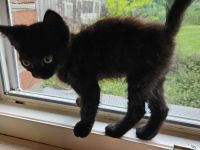 Kitten suchen ein gemütliches Körbchen