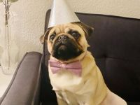 Liebevoller Mops-Rüde für Deckung