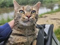 Junge Katze möchte ausziehen