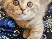 Britisch kurzhaar mix