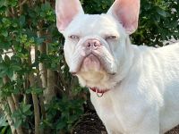 Französische Bulldogge