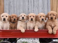 Golden Retriever Welpen mit Ahnentafel Abgabebereit