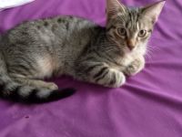 6 Katzenkinder zu verkaufen