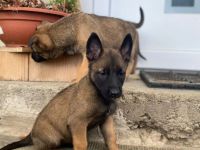 10 bildschöne Malinois Welpen suchen ein Zuhause
