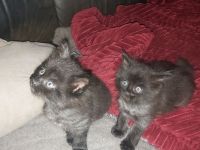Main Coon Kitten 2 Kater in Black Smoke