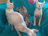 4 zuckersüße Elf Sphynx Kitten ab sofort abzugeben