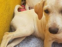 Tierhilfe Italien Wurf sehr süßer Welpen größerer Mix