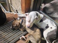 Hund zu verschenken.