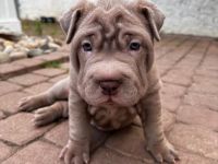 SharPei mix Welpen