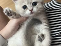 Britisch Kurzhaar Kitten bereit zur Adoption