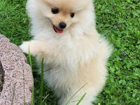 Zwergspitz Welpen zu verkaufen