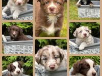 Australian Shepherd Welpen