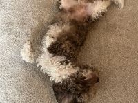 Pushkin der Musensohn