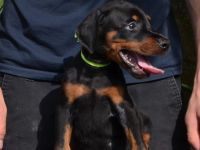 Doberman welpen