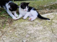 ✨️Brüderpaar sucht noch ein zu Hause✨️