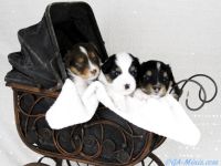 Traumhafte Miniature Australian Shepherds suchen liebevolle Familien